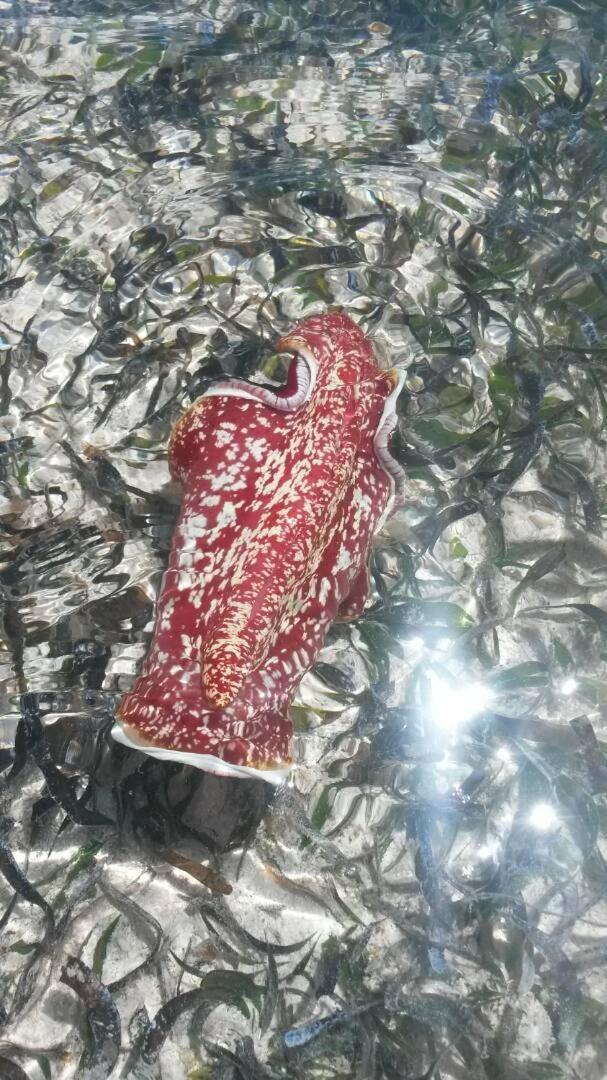 Lucrezia'S Garden Zanzibar Otel Pwani Mchangani Dış mekan fotoğraf