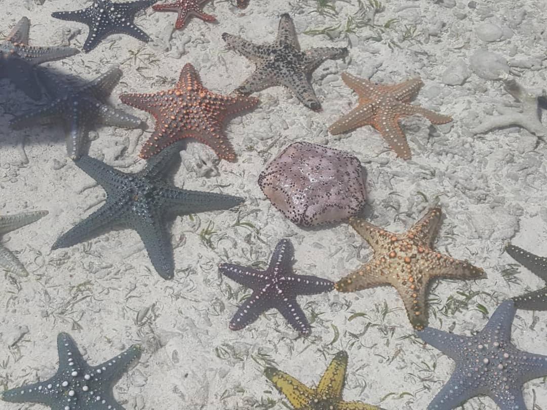 Lucrezia'S Garden Zanzibar Otel Pwani Mchangani Dış mekan fotoğraf